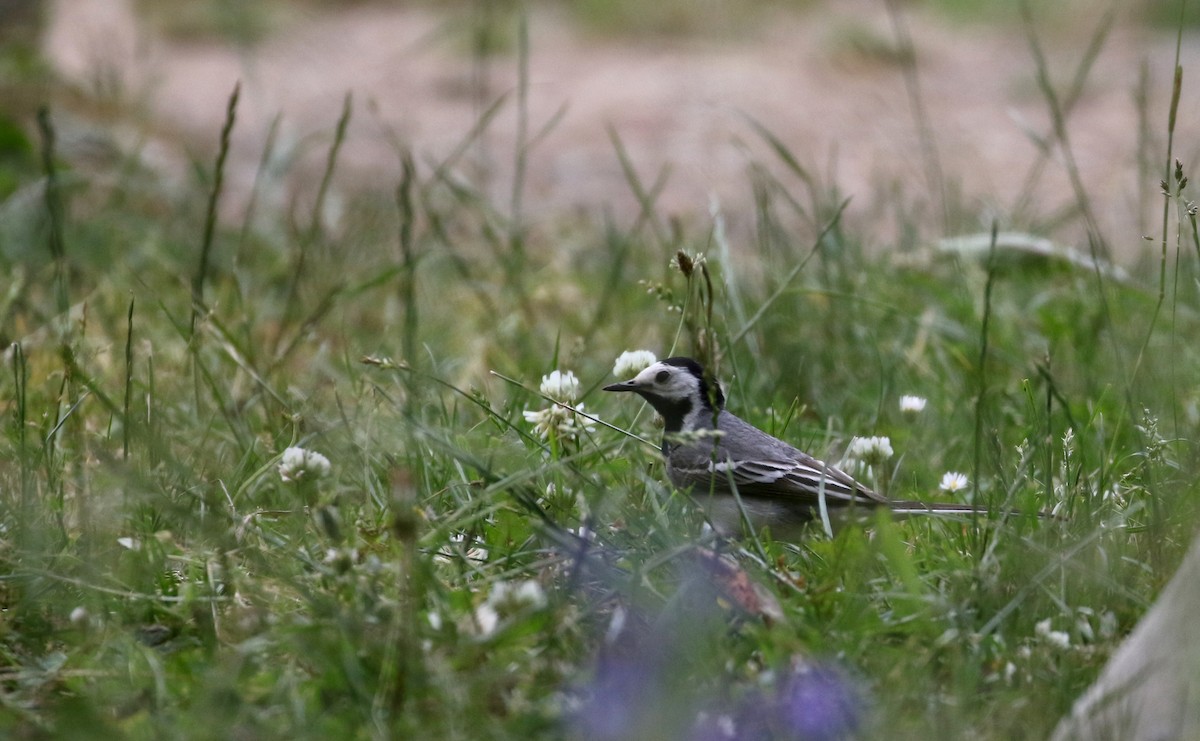 White Wagtail (White-faced) - ML108344821