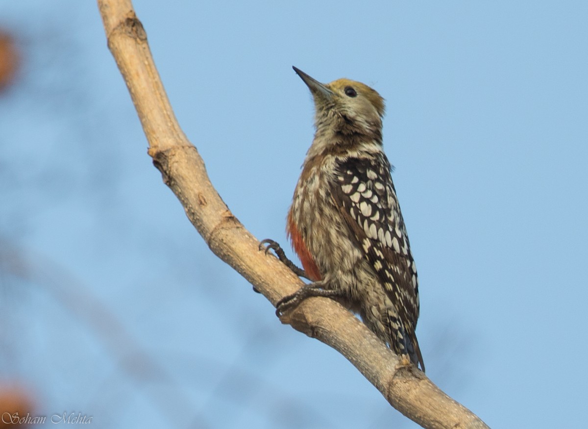 Yellow-crowned Woodpecker - Soham Mehta