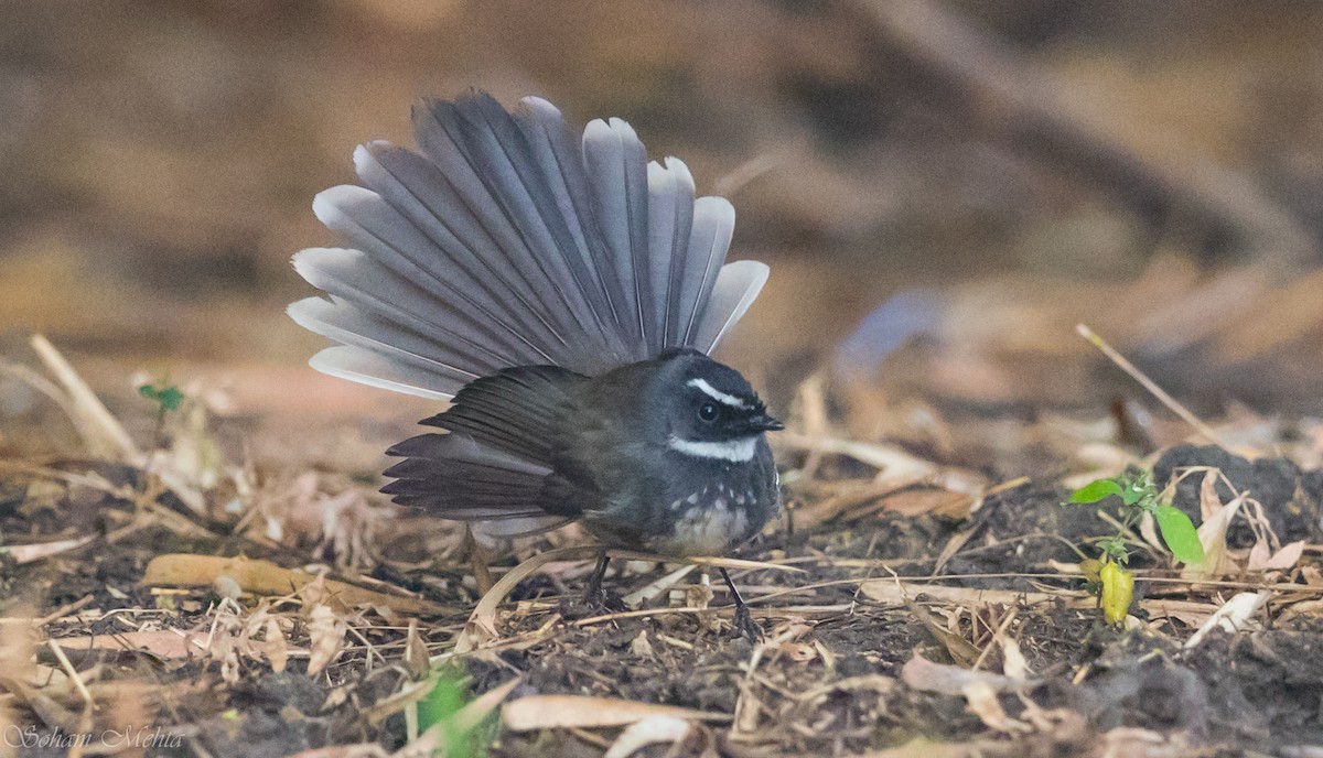Spot-breasted Fantail - ML108346371
