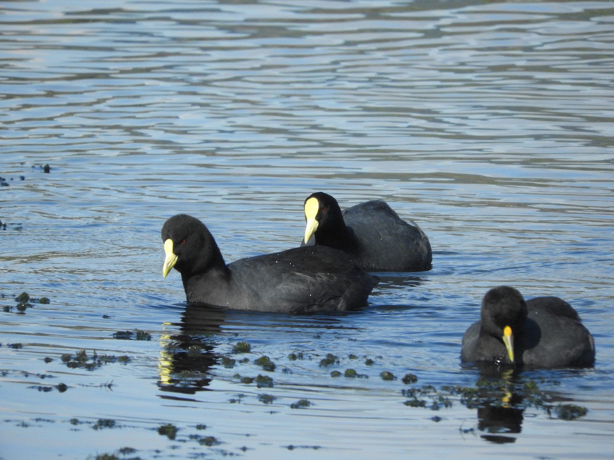 White-winged Coot - ML108346741