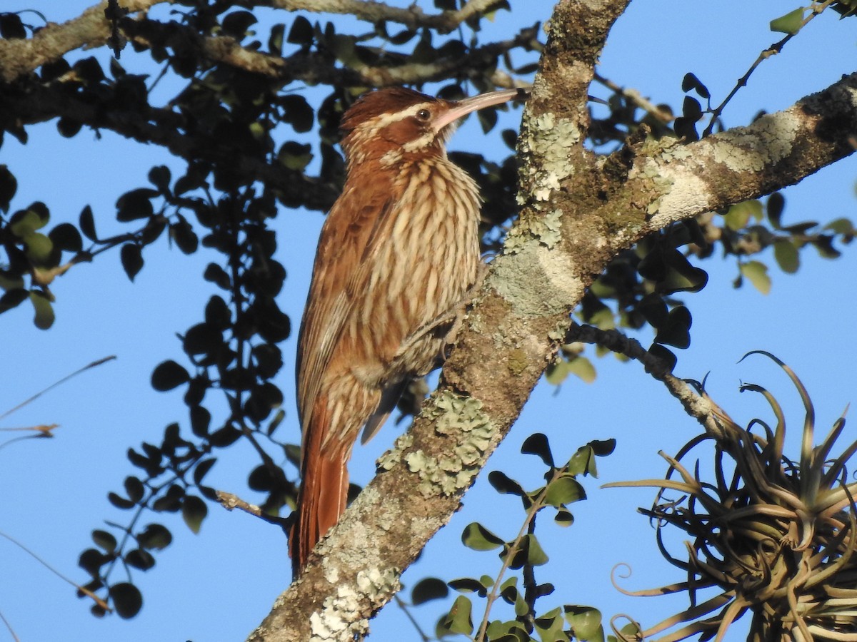 Scimitar-billed Woodcreeper - Aves-del-Taragüí/ SabinaDeLucca