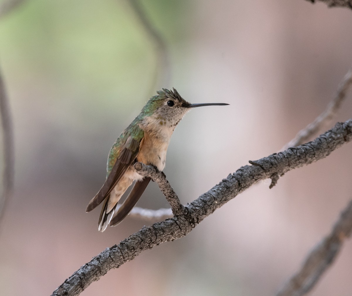 Broad-tailed Hummingbird - ML108348071