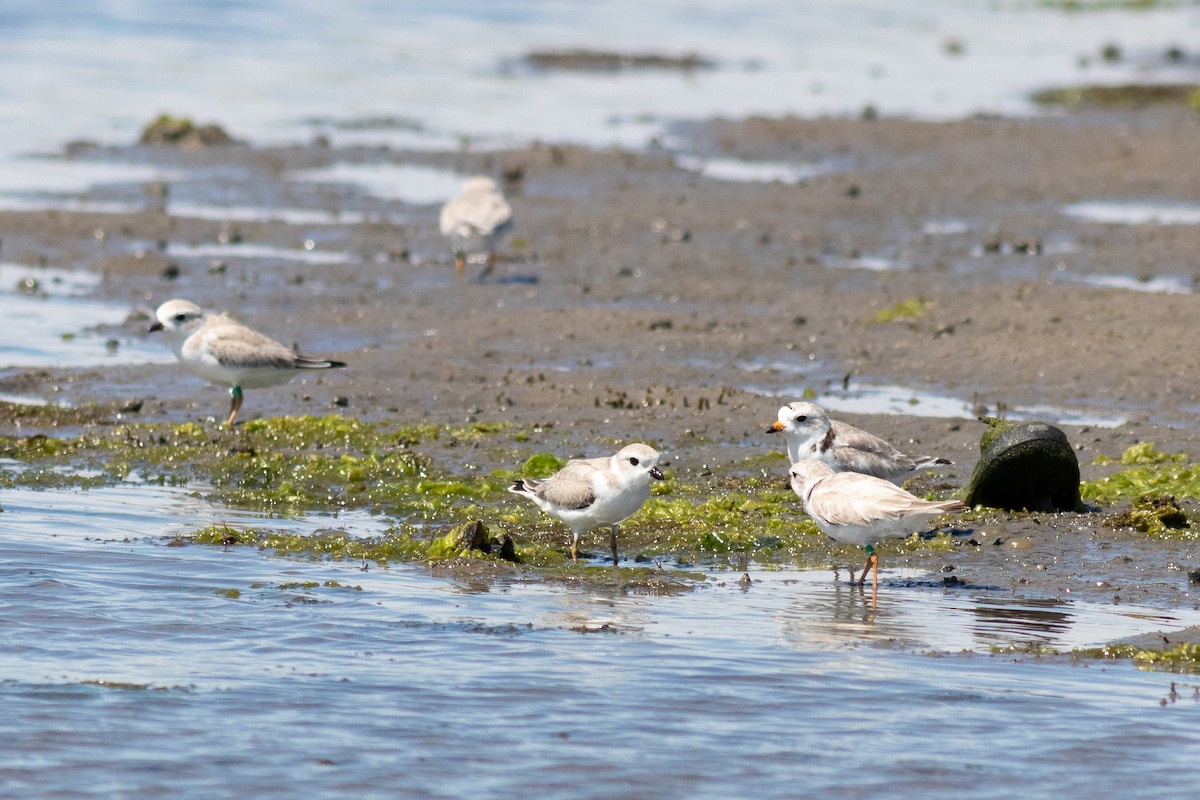 Piping Plover - ML108349831