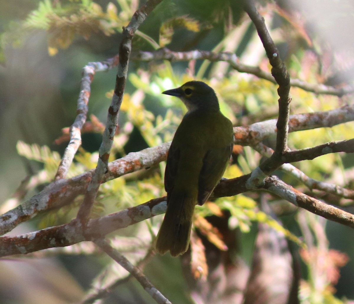 Fulvous-crested Tanager - ML108352941