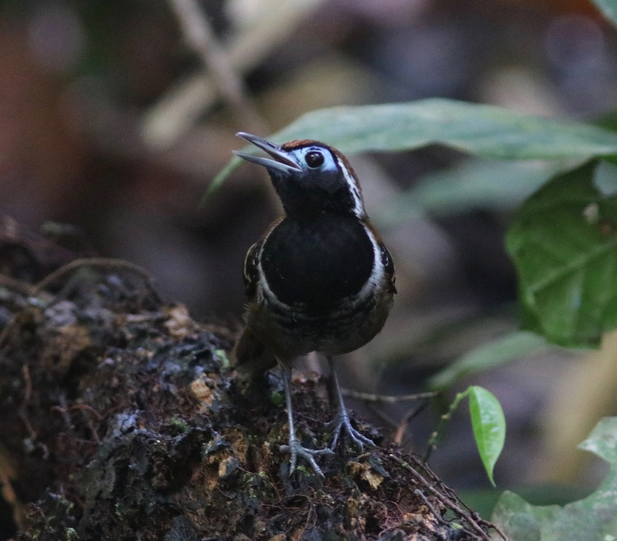 Ferruginous-backed Antbird - Andre Moncrieff