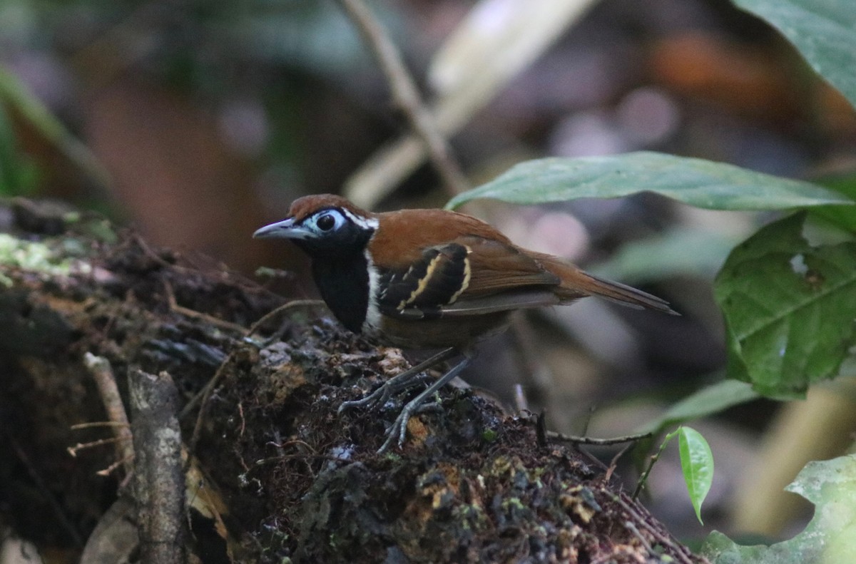 Ferruginous-backed Antbird - Andre Moncrieff