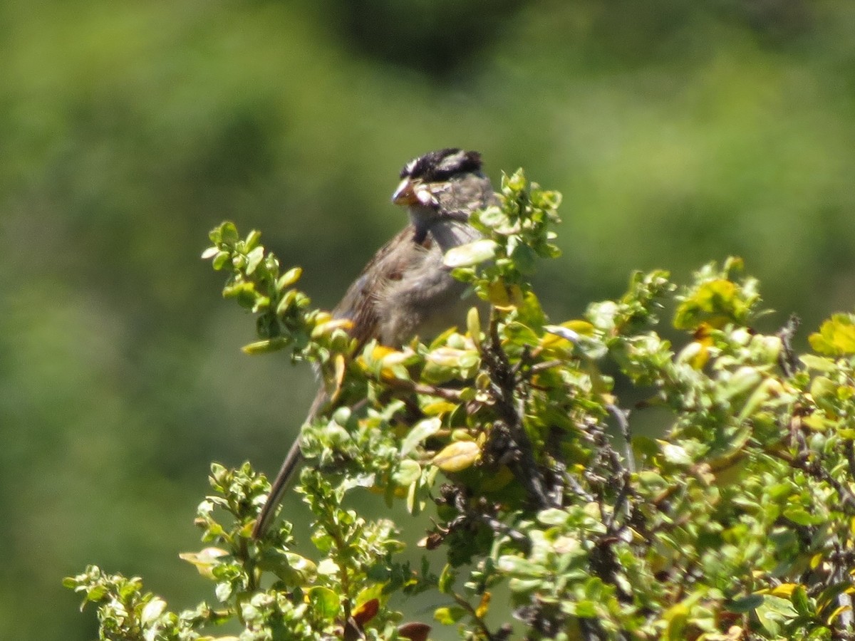 White-crowned Sparrow - ML108353501