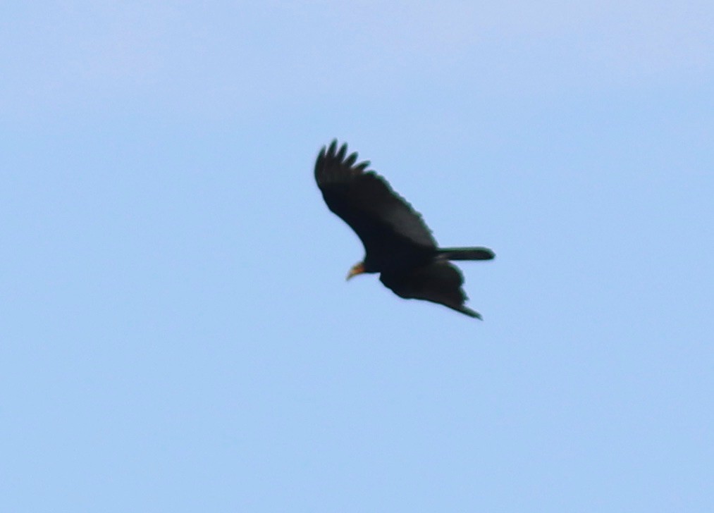 Greater Yellow-headed Vulture - ML108353991