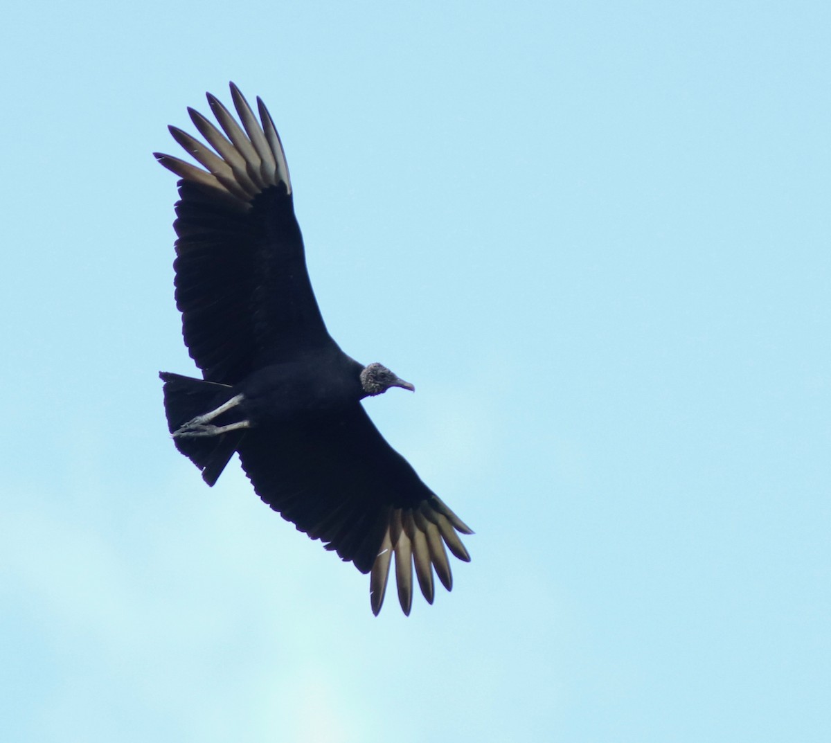 Black Vulture - Andre Moncrieff