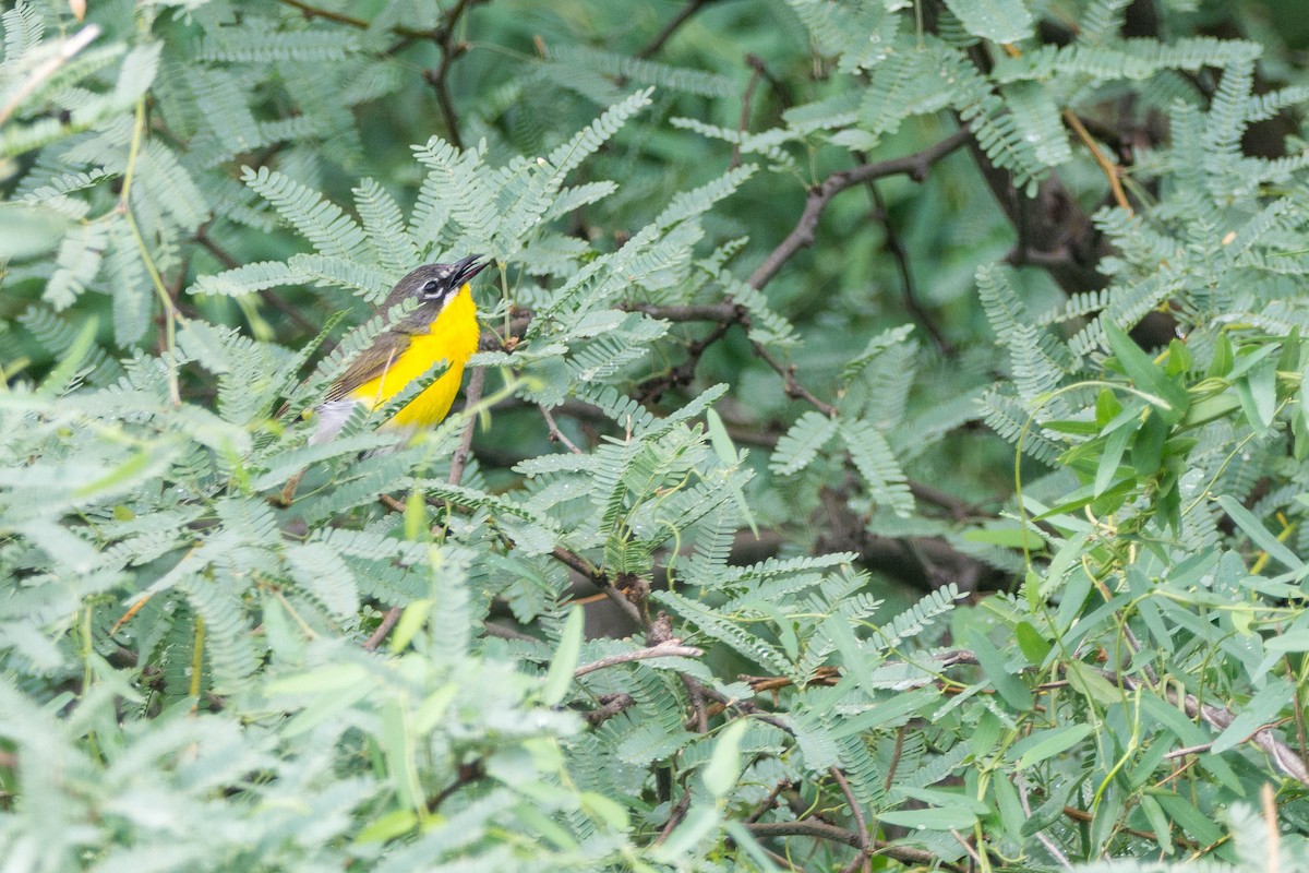 Yellow-breasted Chat - Mike Defina 🦅