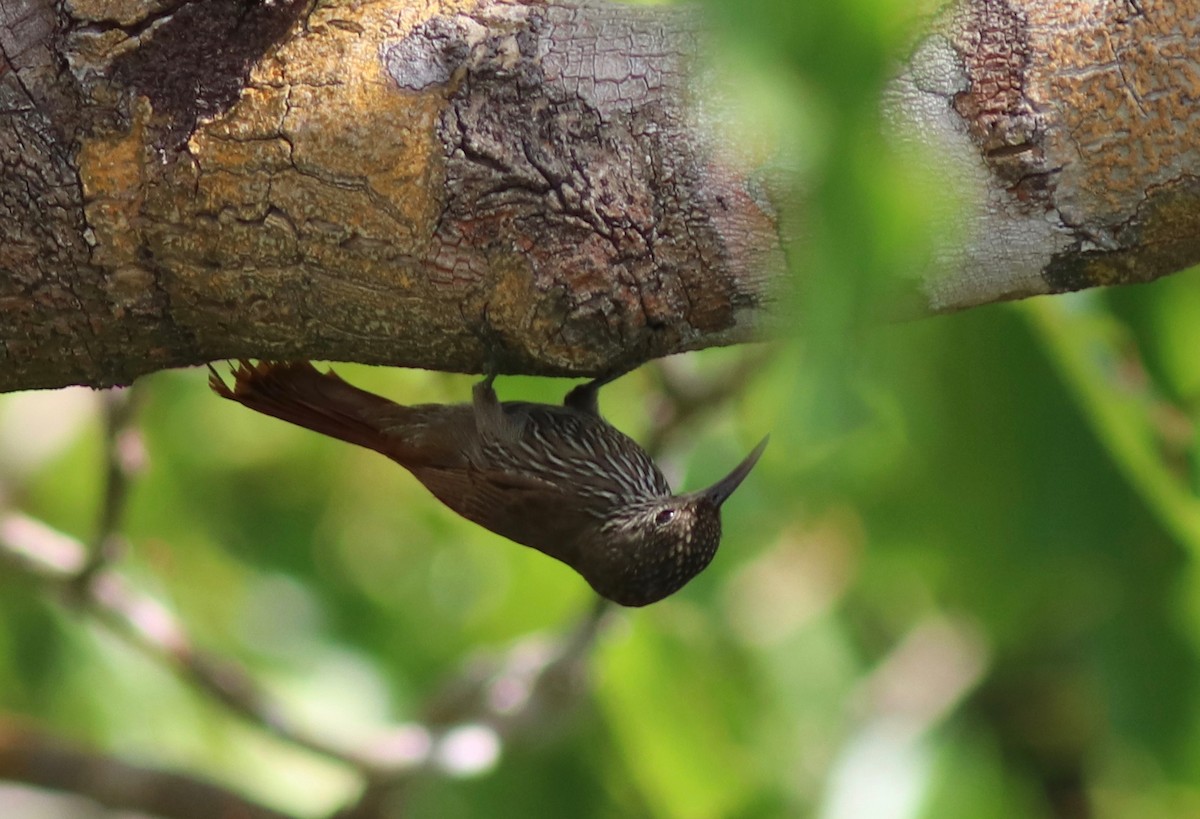 Guianan Woodcreeper - Andre Moncrieff