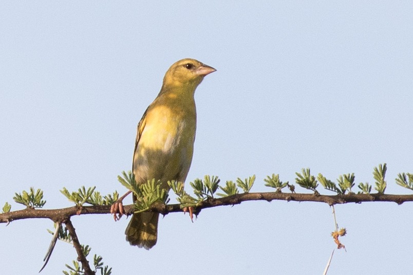 White-bellied Canary - ML108355541