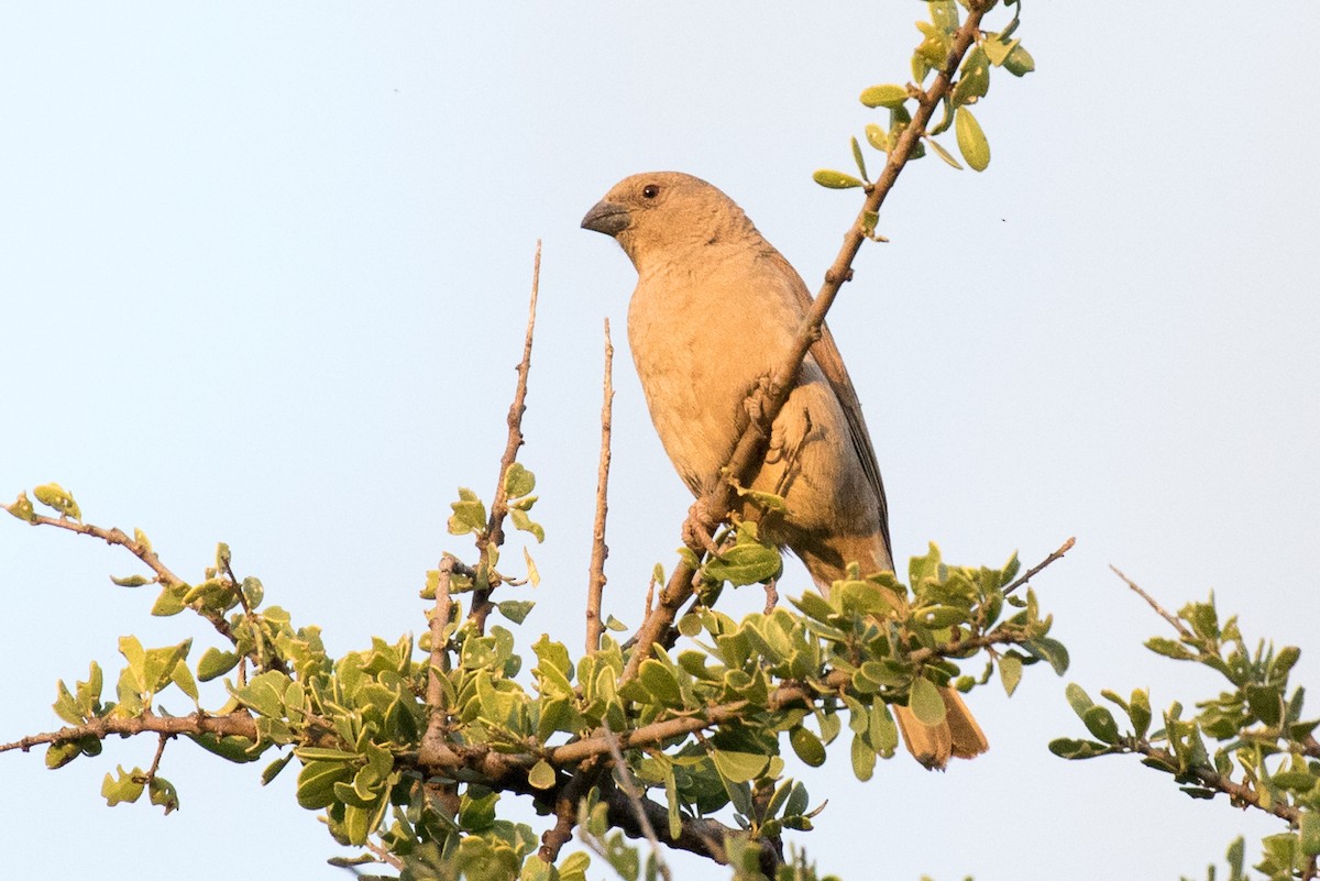Parrot-billed Sparrow - ML108355561