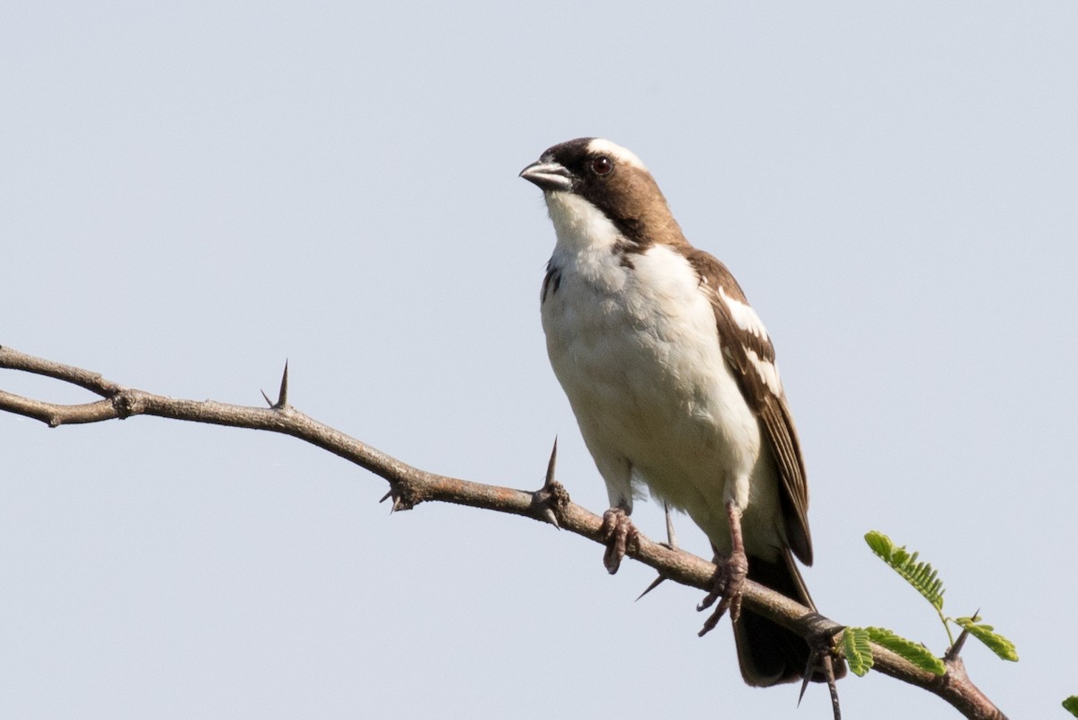 White-browed Sparrow-Weaver - ML108355601