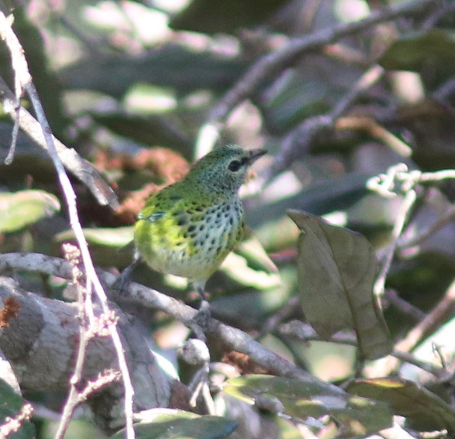 Spotted Tanager - ML108356011