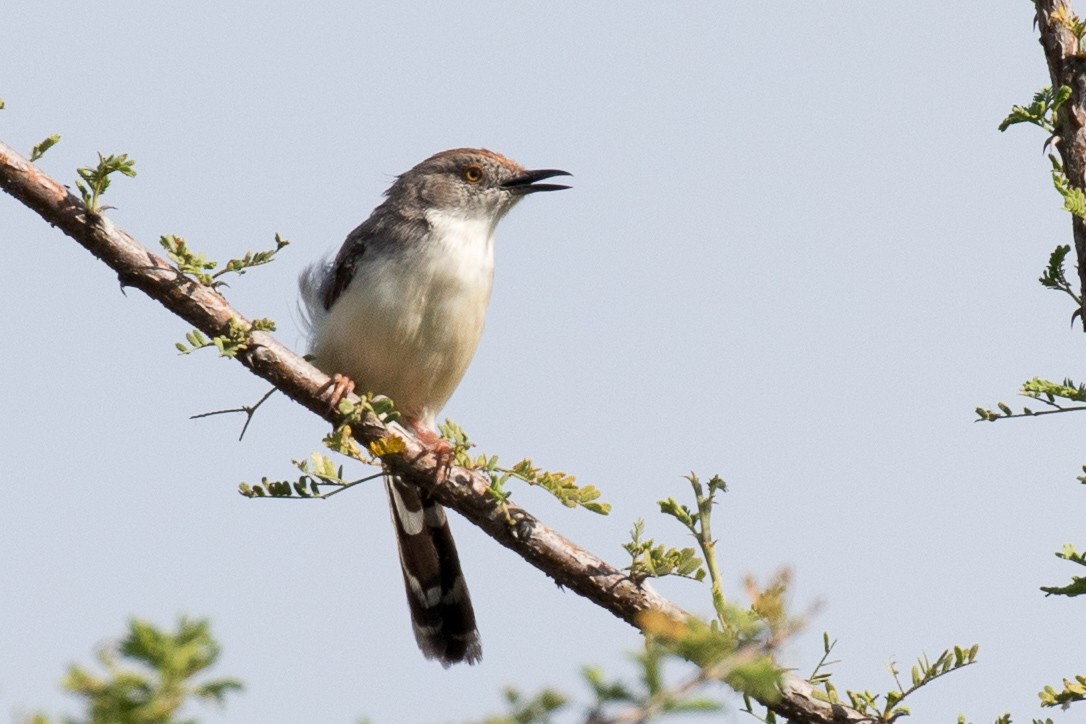Red-fronted Prinia - ML108356111