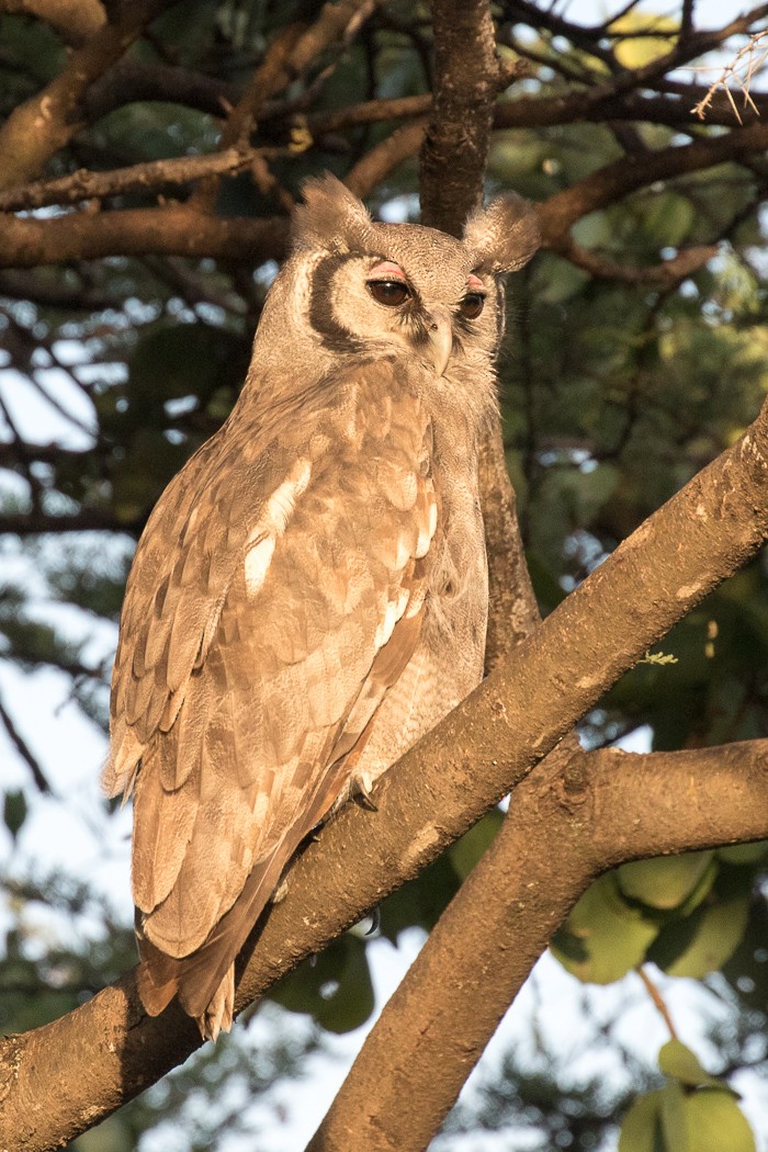 Verreaux's Eagle-Owl - ML108356221