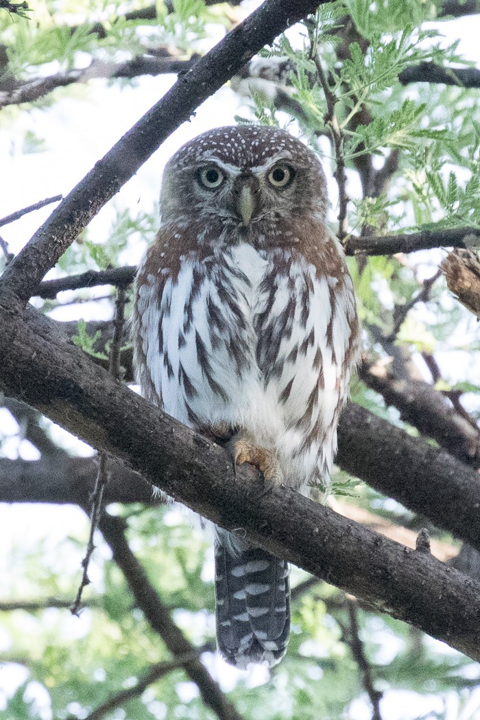 Pearl-spotted Owlet - ML108356241