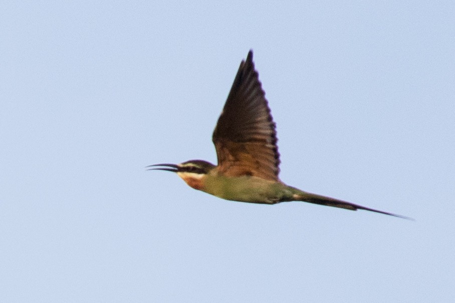Madagascar Bee-eater - ML108356301