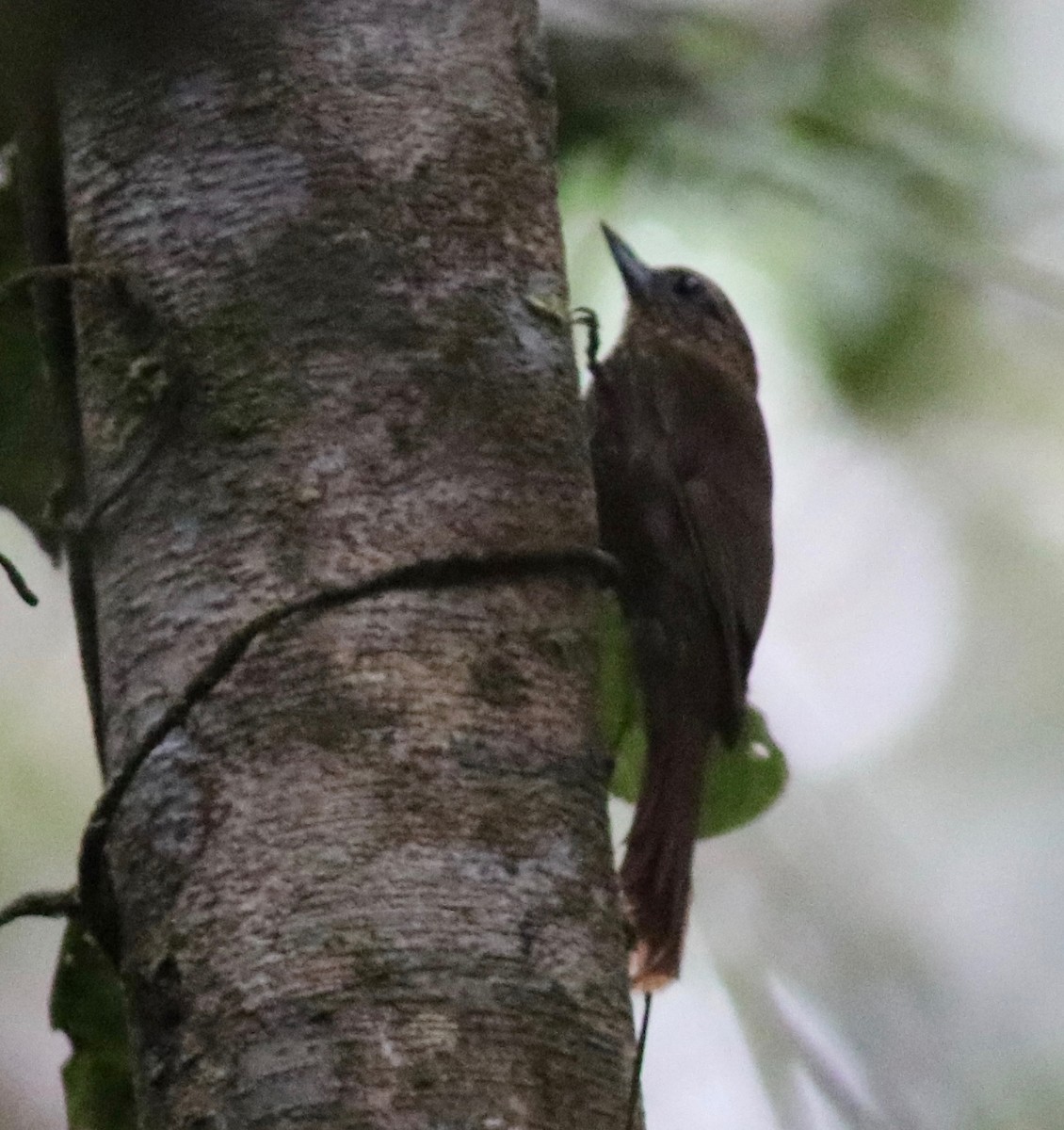 Wedge-billed Woodcreeper - Andre Moncrieff