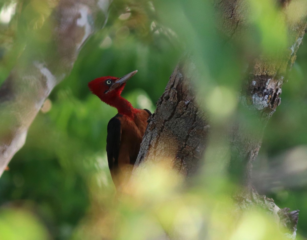 Red-necked Woodpecker - ML108357511