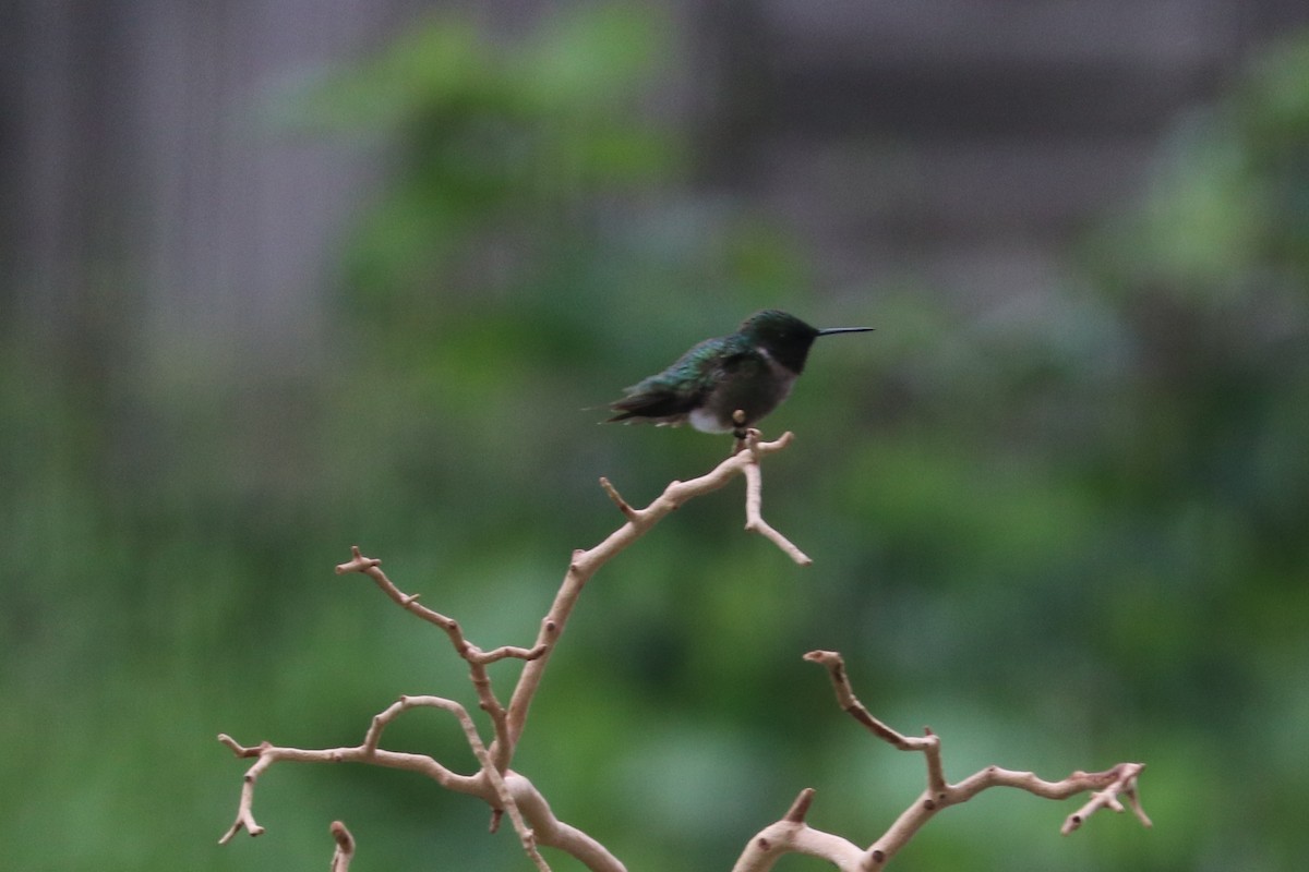 Ruby-throated Hummingbird - ML108361631
