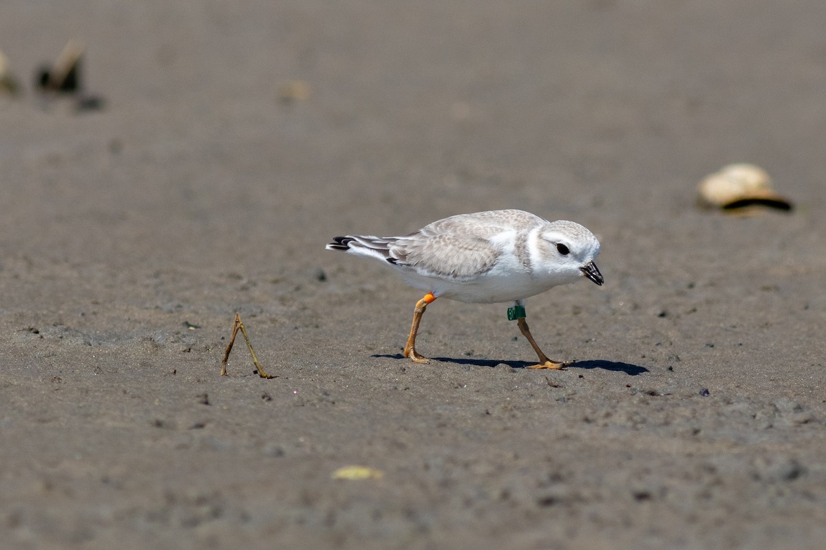 Piping Plover - ML108362991