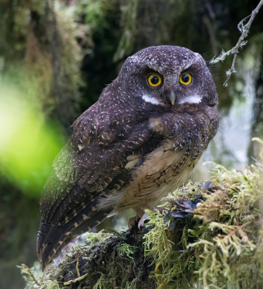 White-throated Screech-Owl - Gordon Karre