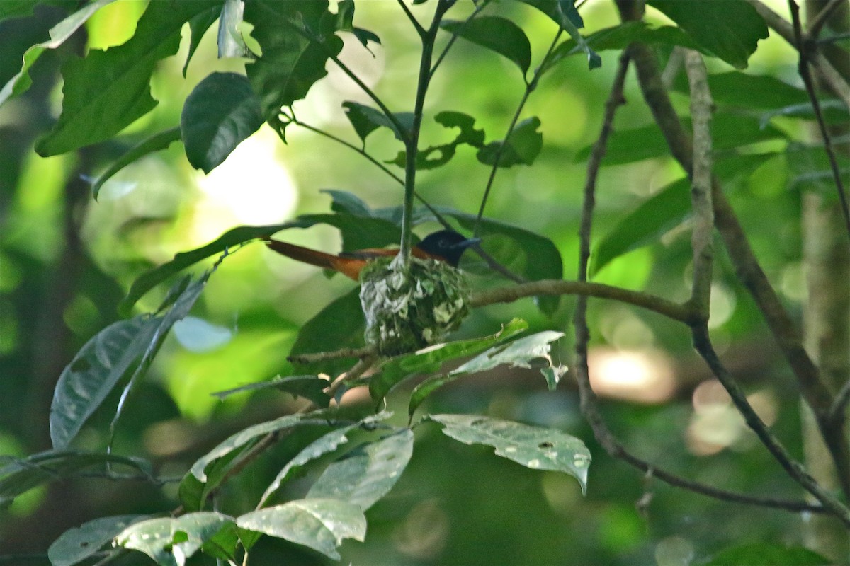Black-headed Paradise-Flycatcher (Red-bellied) - ML108369191