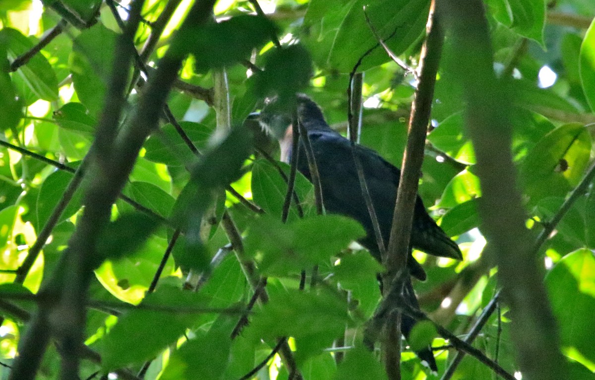 Black Cuckoo (Rufous-throated) - ML108369411