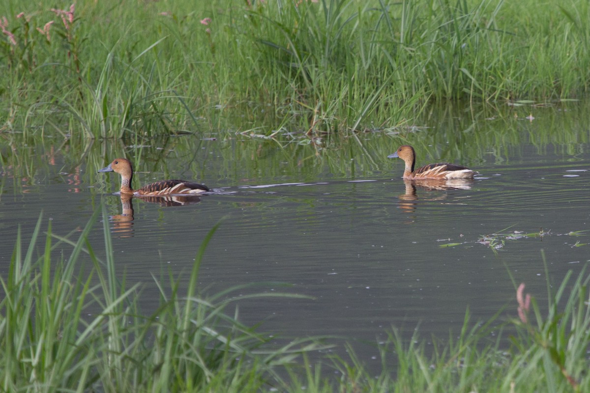 Fulvous Whistling-Duck - ML108370161