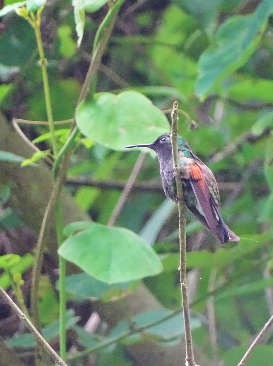 Stripe-tailed Hummingbird - ML108374981
