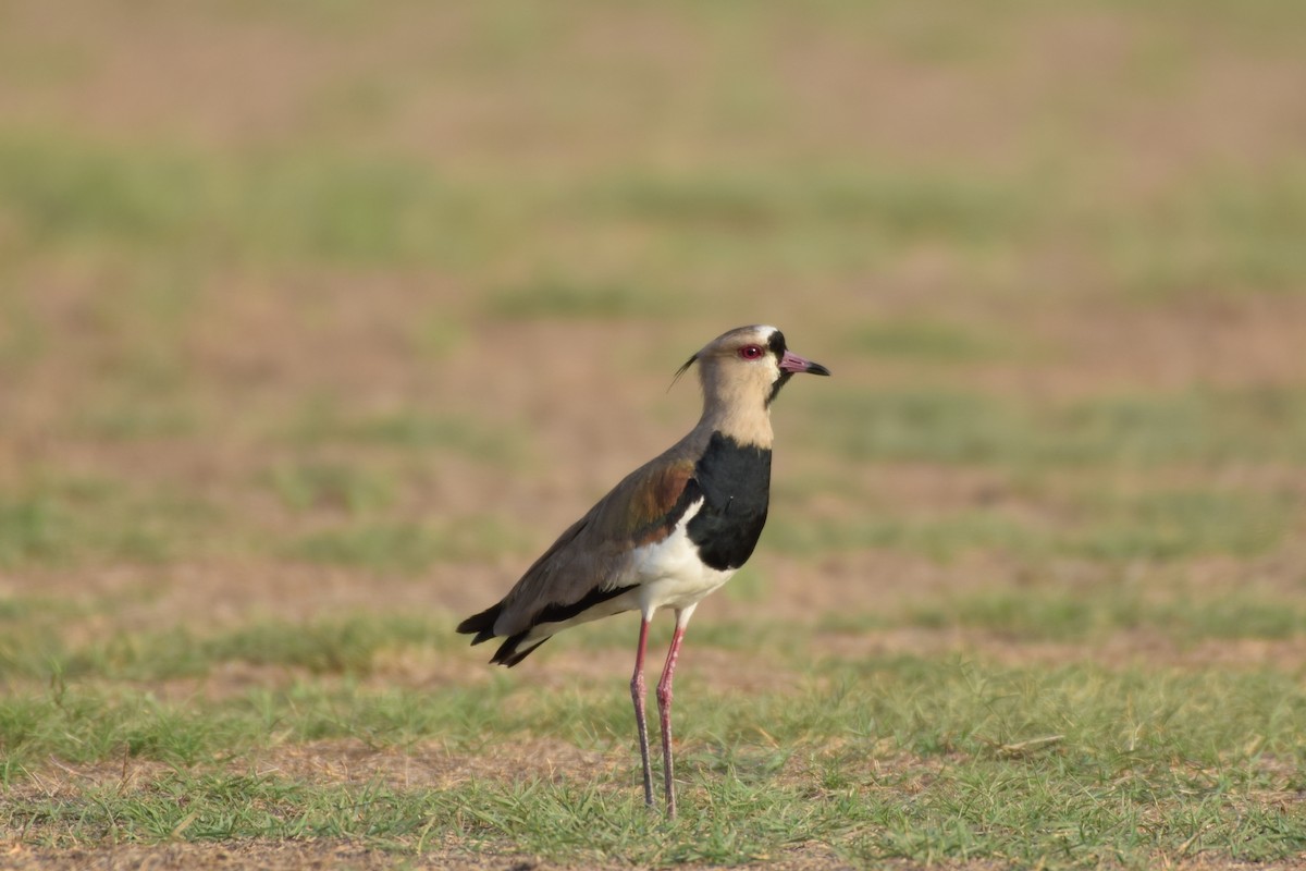 Southern Lapwing - Carlos V. Sucre