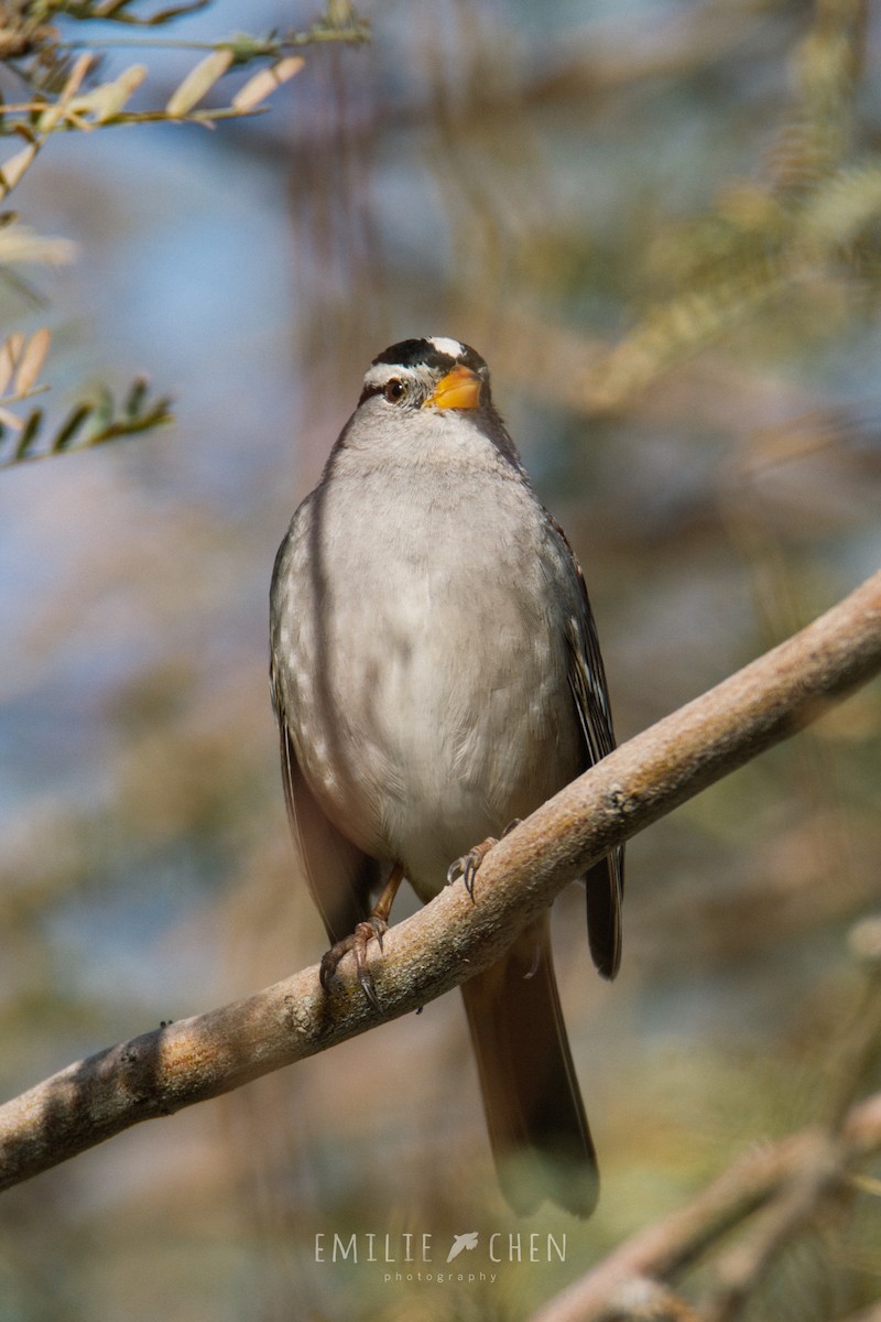 White-crowned Sparrow - ML108375931