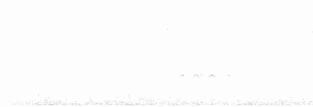 White-browed Babbler - ML108378561