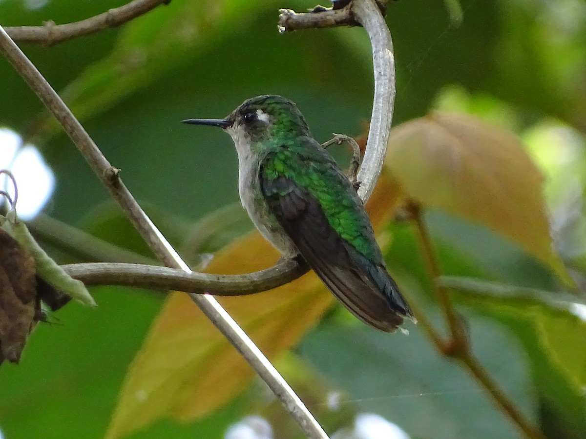 Emerald-chinned Hummingbird - ML108379601