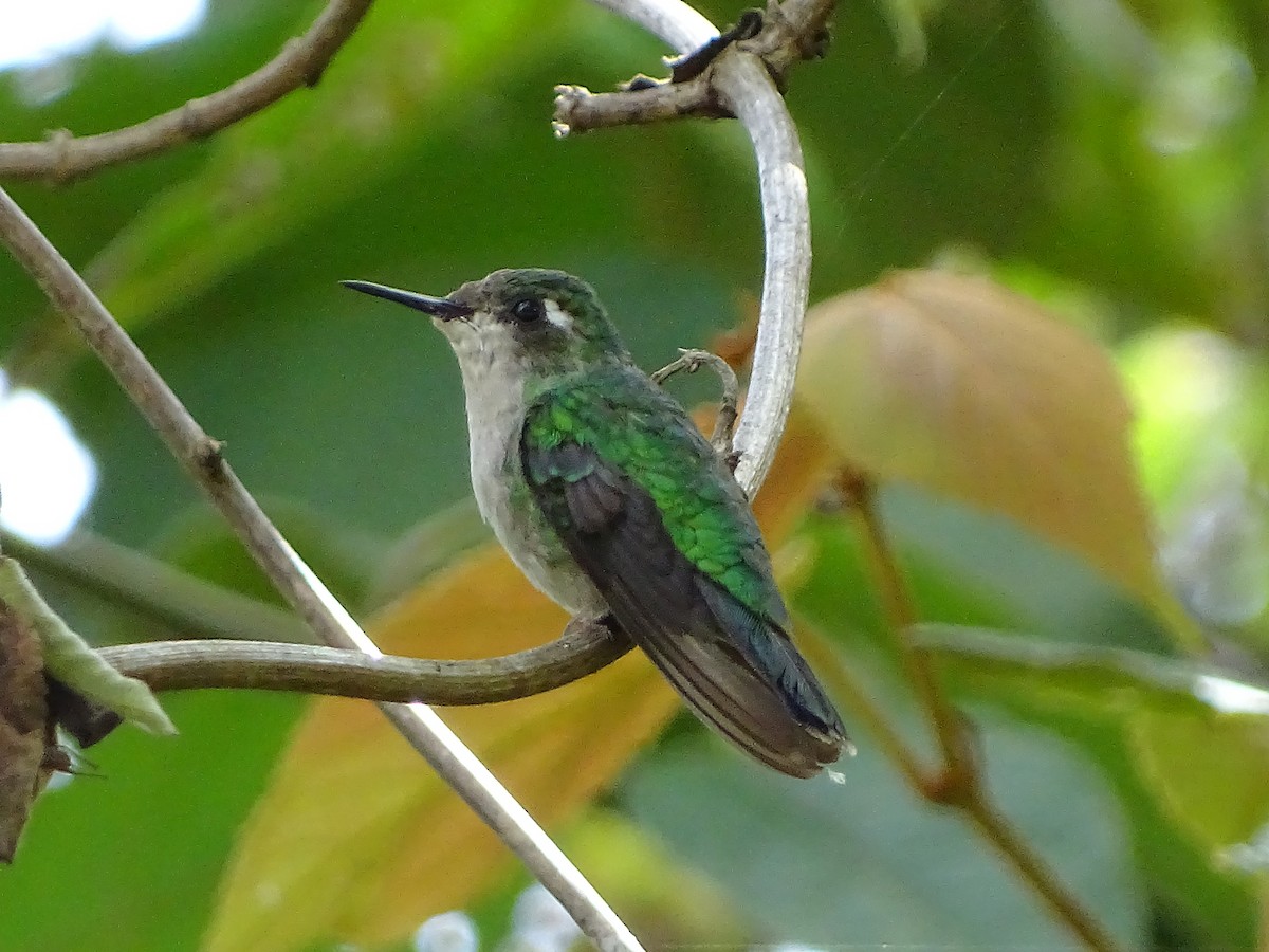 Emerald-chinned Hummingbird - ML108379611