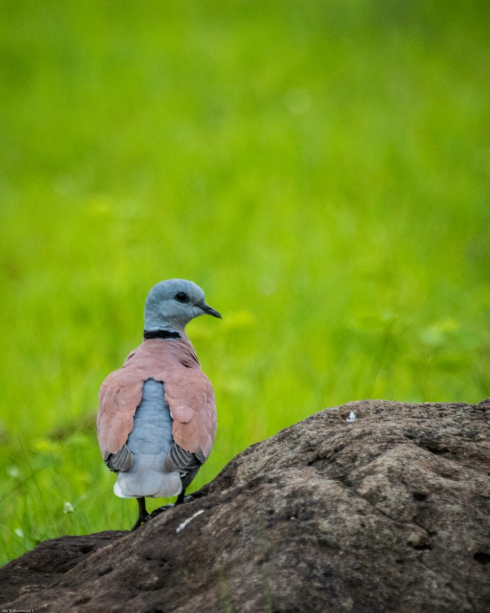 Red Collared-Dove - ML108381691