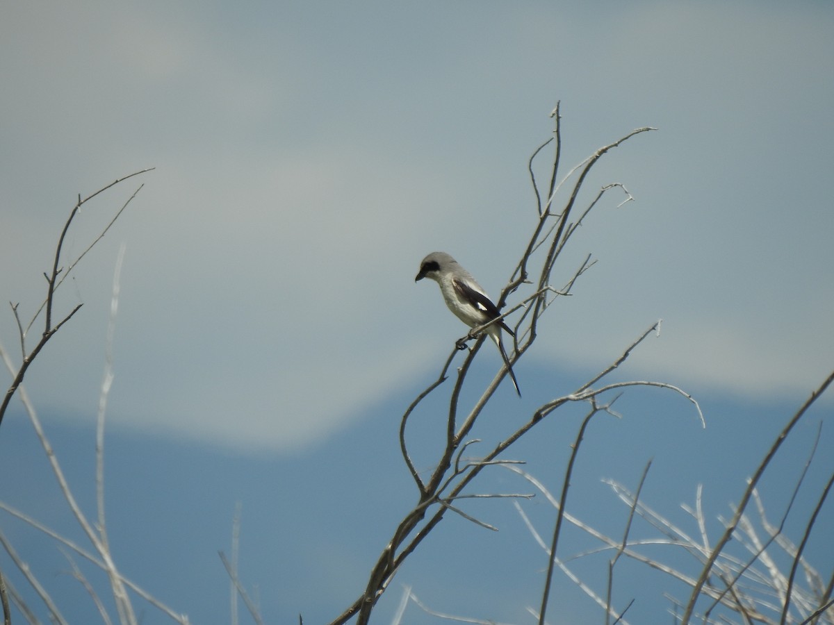 Loggerhead Shrike - Steve Butterworth