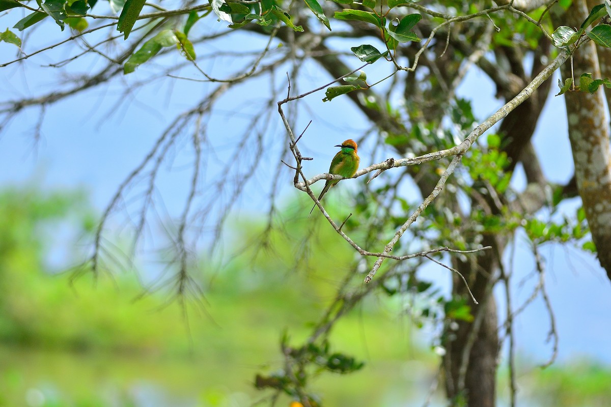 Asian Green Bee-eater - Weber Tsai