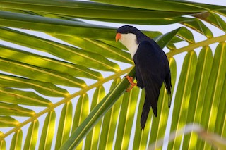 Blue Lorikeet Vini Peruviana Birds Of The World