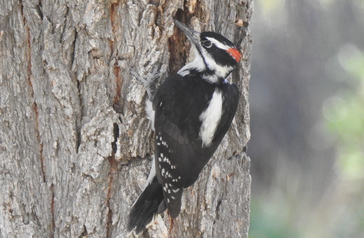 Hairy Woodpecker (Rocky Mts.) - ML108390491