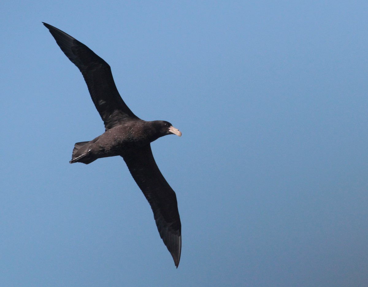 Northern Giant-Petrel - Corey Callaghan