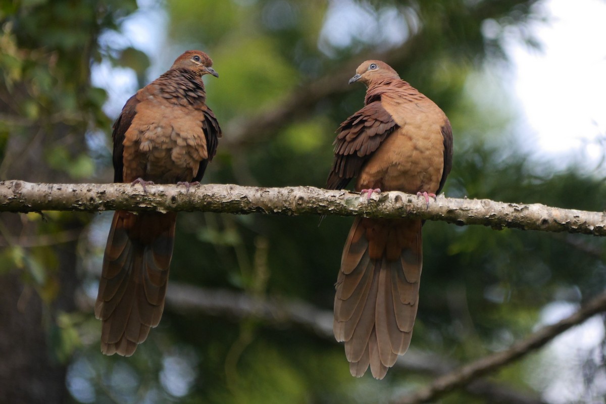Brown Cuckoo-Dove - ML108392311