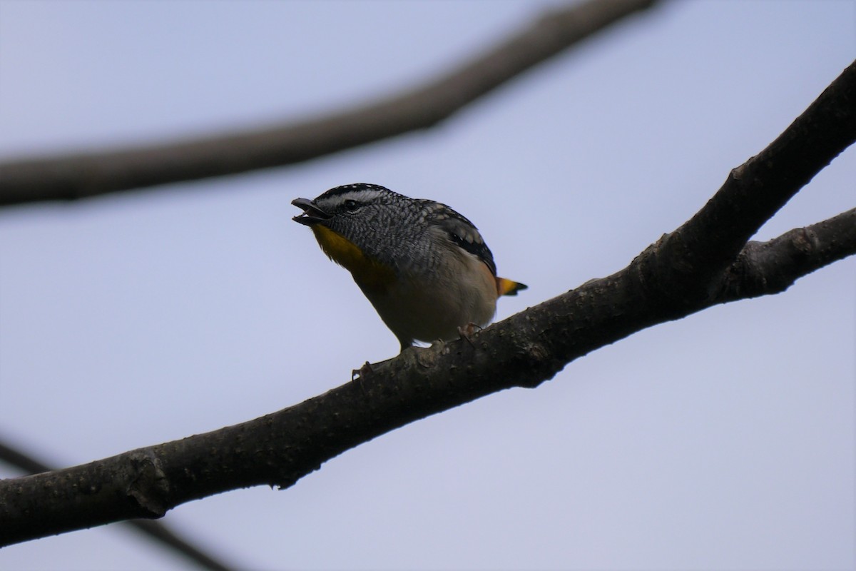 Spotted Pardalote - ML108392491