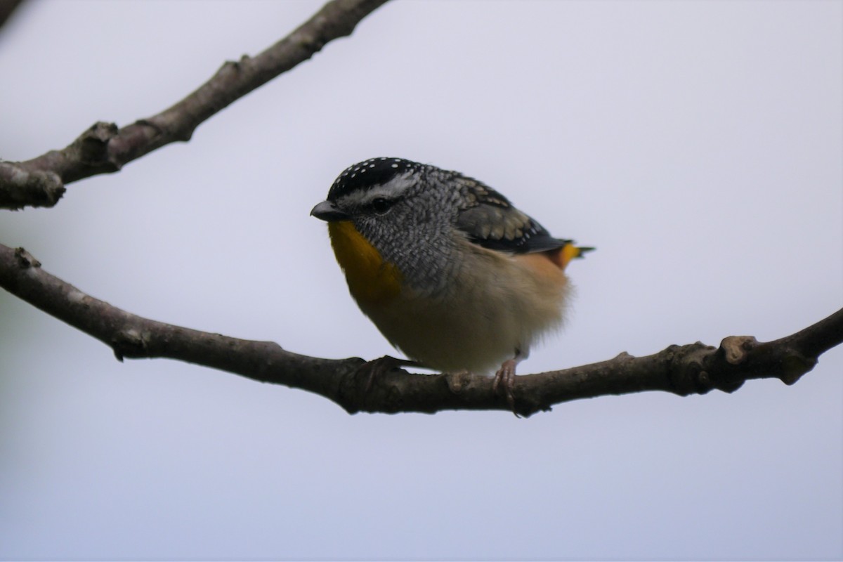 Spotted Pardalote - ML108392501