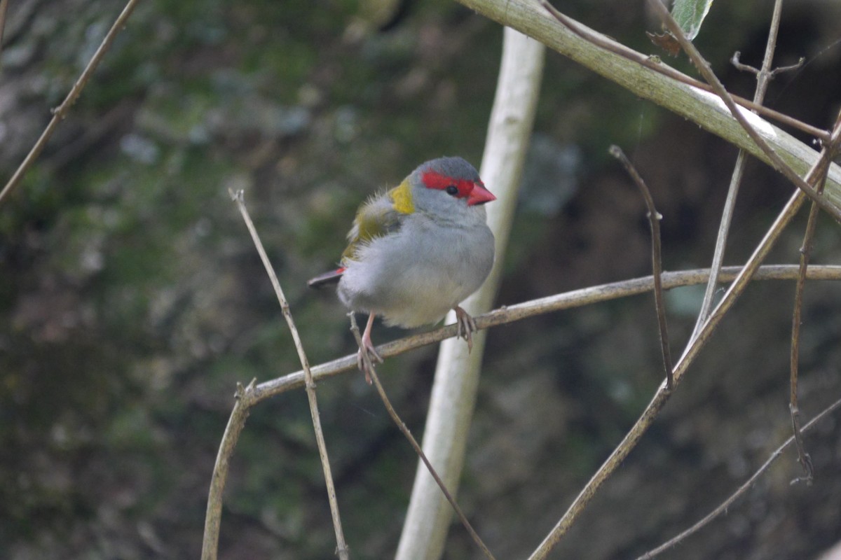 Red-browed Firetail - ML108392581