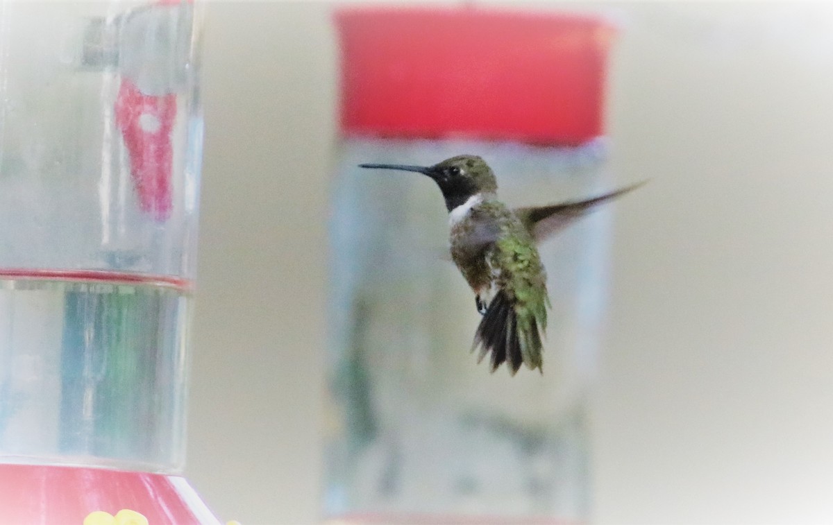 Black-chinned Hummingbird - Albert Linkowski