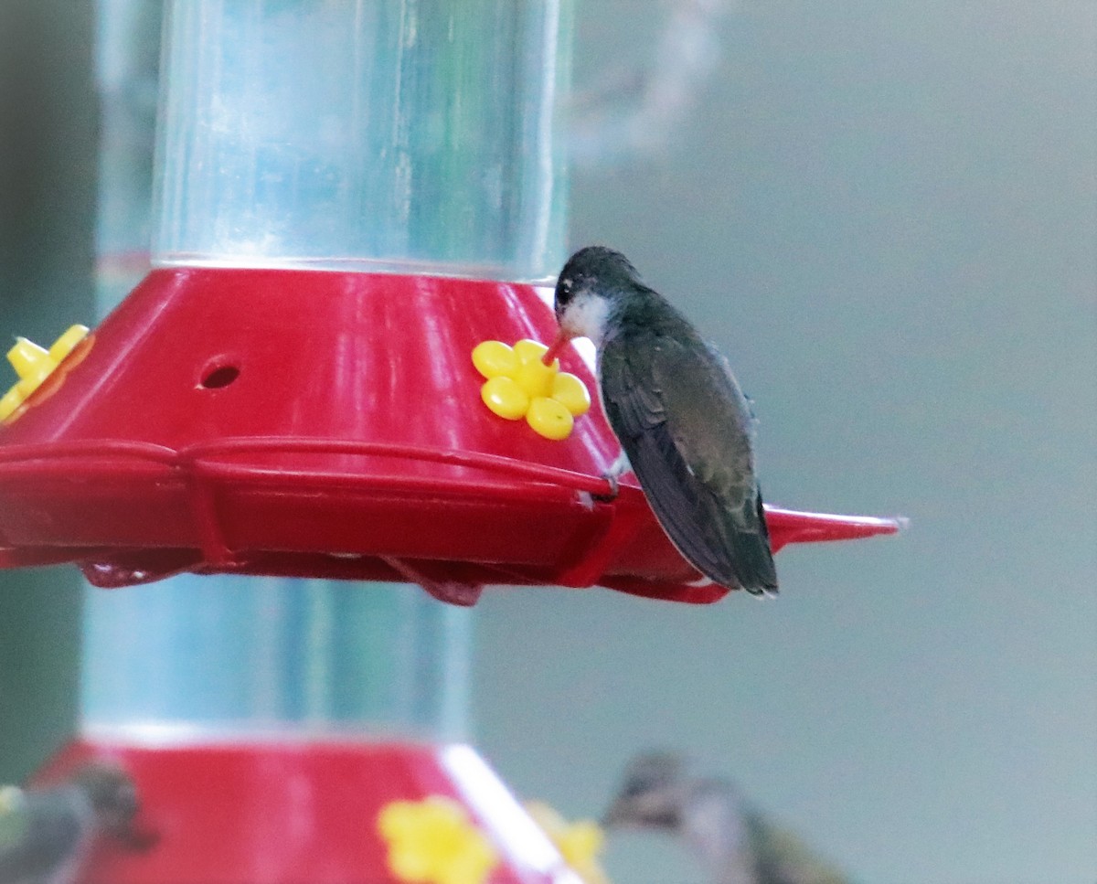 Violet-crowned Hummingbird - Albert Linkowski