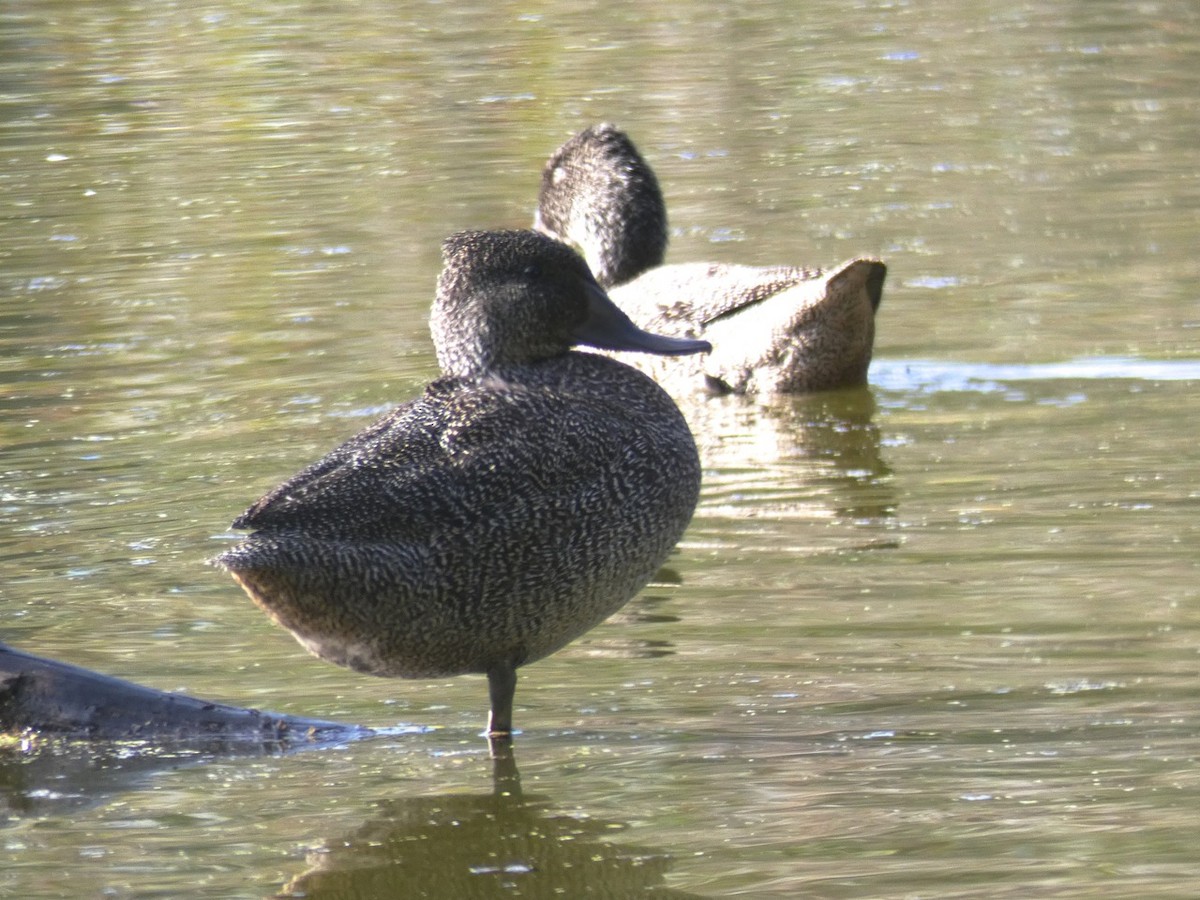 Freckled Duck - ML108394101